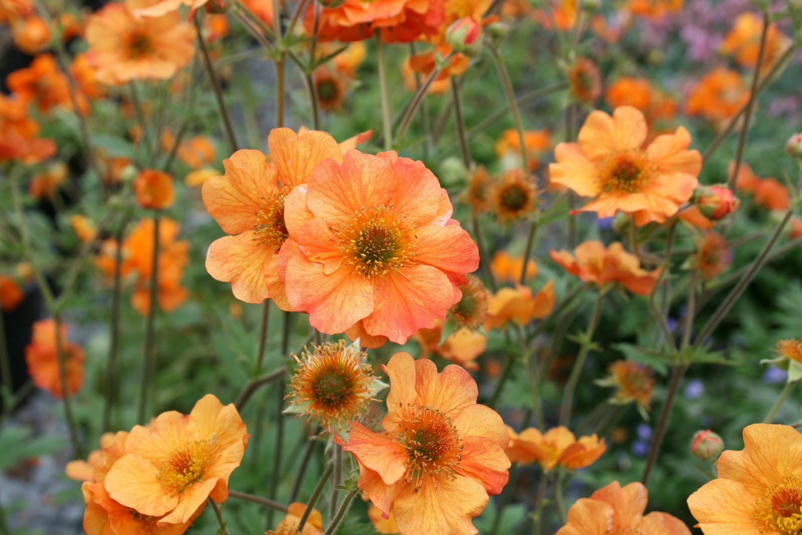 Image result for geum flower images